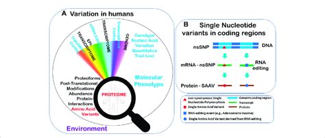 A Many Downstream Processes May Be Impacted By Genetic Variation In