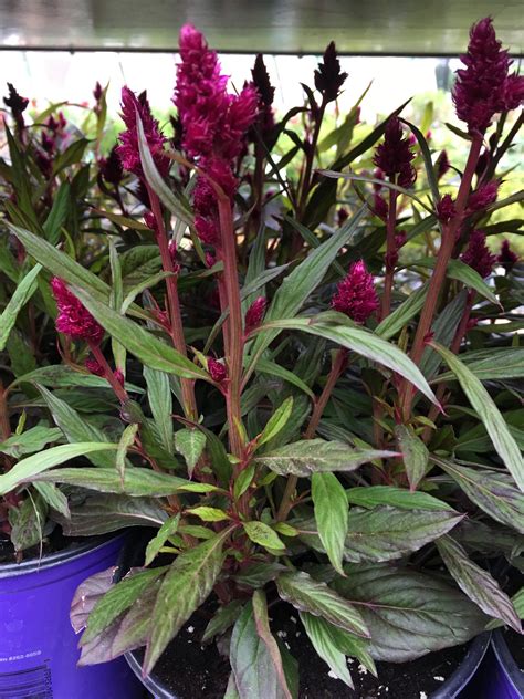 Planting Celosia In Pots - Plant Ideas