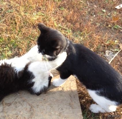 Иди сюда... | Пикабу