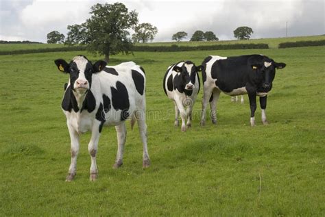 Dairy Holstein Cows in Pasture UK Stock Image - Image of grazing ...