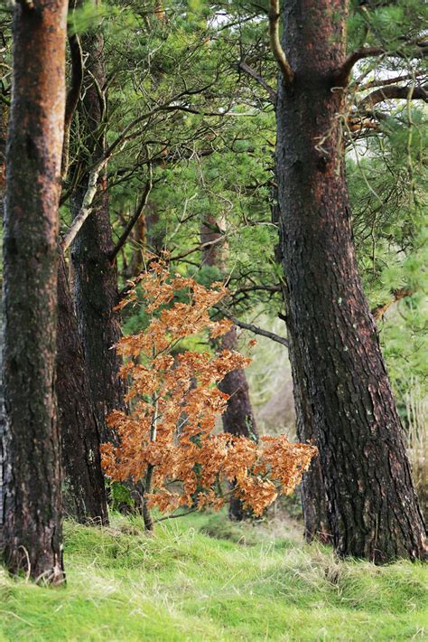 The Creation Of A Thousand Forests Is In One Acorn Flickr