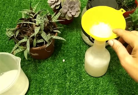 Натуральное бесплатное средство от вредителей для комнатных цветов и не ...