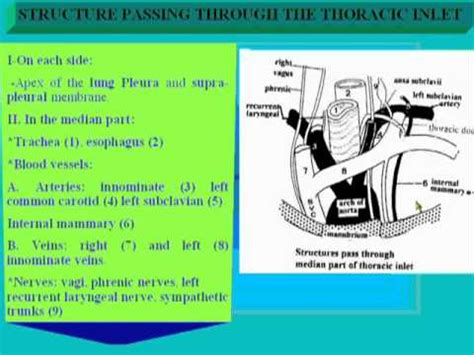 Thoracic Inlet Boundaries