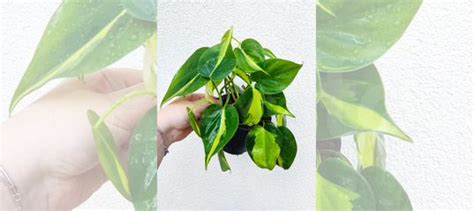 Комнатные растения купить в Тольятти | Товары для дома и дачи | Авито