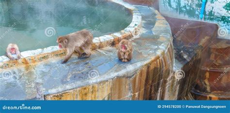 Monkey Soaking In Hot Spring Hakodate Tropical Botanical Garden With Snow In Winter Season