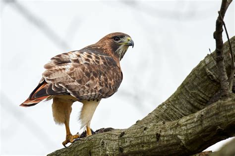 Birds Of New York Birds Of Prey