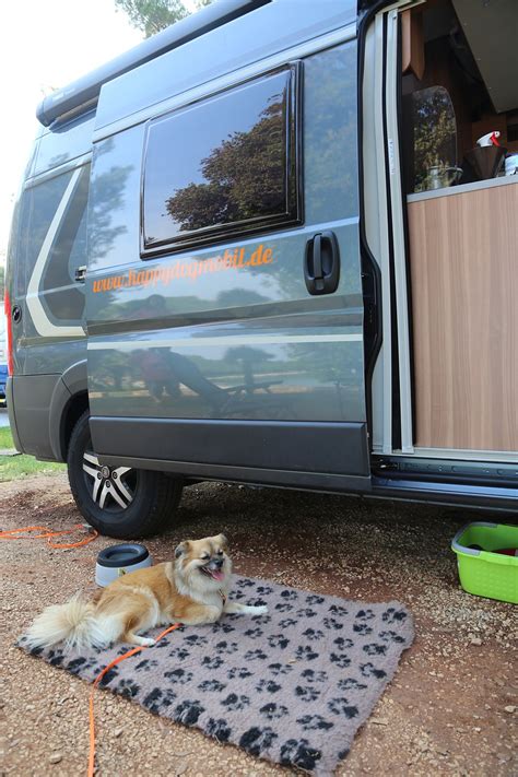 Camper Dog Free Photo On Pixabay Pixabay