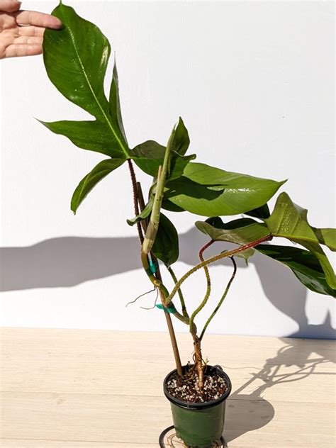 Xl Philodendron Radiatum Plant In X X Pot Kens Philodendrons