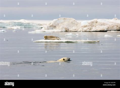 Polar Bears Hunting Seals Hi Res Stock Photography And Images Alamy