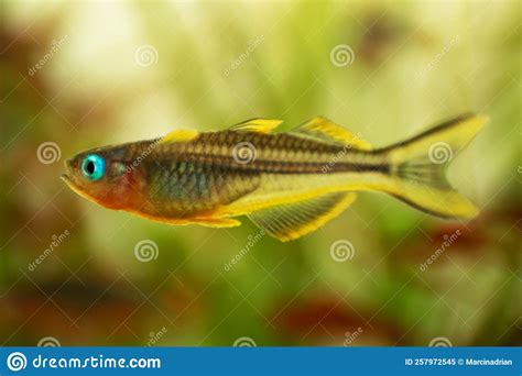 Popondichthys Furcatus Forktail Blue Eye Yellow Forktail Pseudomugil