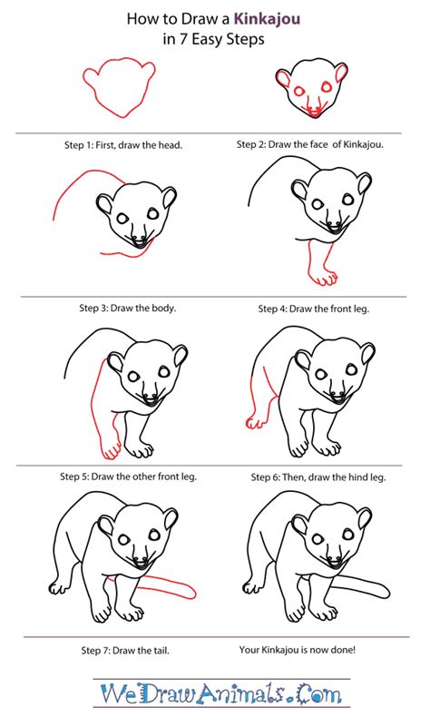 how to draw a kinkajou