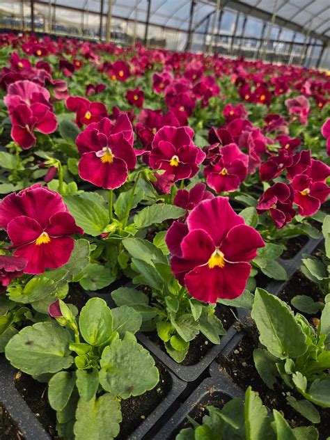 Rico's Plant Farm | Mansfield TX