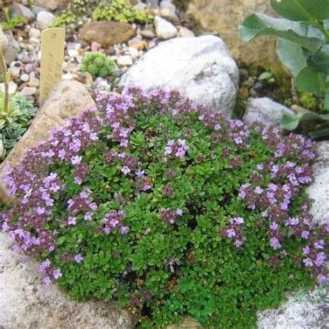 Тимьян шерстистый (Т. pseudola-nuginosis) - купить, описание, саженцы в ...