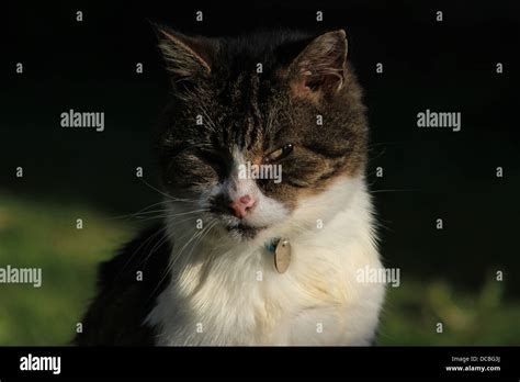 Portrait Of Tabby Cat Stock Photo Alamy