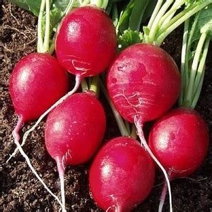 Сорта редиса: лучшие для открытого грунта и теплиц (Меркадо, Рондар ...