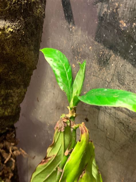Nexus plant was struggling, so I put it in my frogs terrarium, and now