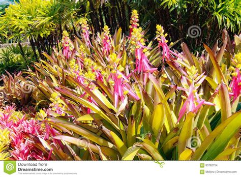 Pink And Yellow Bromeliad Flowers Stock Photo Image Of Green Botany