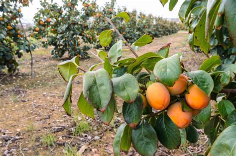 frutta del cachi sugli alberi sul campo  autunno immagine stock