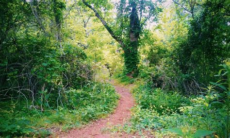 Hidden Pathway Free Stock Photo - Public Domain Pictures