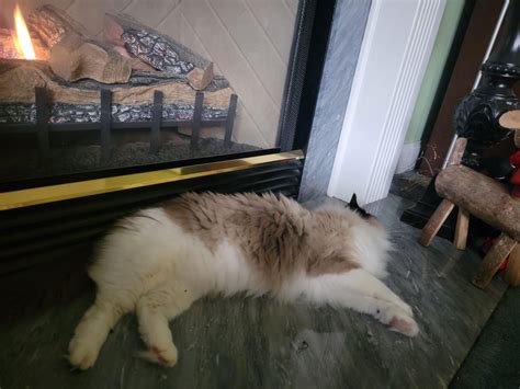 How do I tell if my ragdoll is too fat? : r/ragdolls