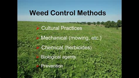 An Integrated Approach To Weed Control In Pastures Jd Green Youtube