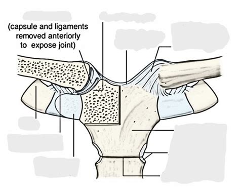 Sternoclavicular Joint Diagram | Quizlet