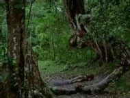 Naked Mallika Sherawat In Hisss