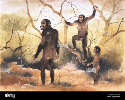 Australopithecus Afarensis Stock Photo 66714772 Alamy
