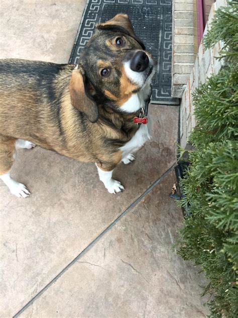 Beagle Border Collie Pointer Mix