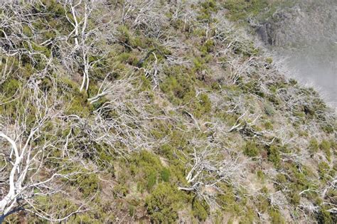 Naked Barren Trees With Fog And Mist In A Rainforest On A Highland Mountain Slope Stock Image
