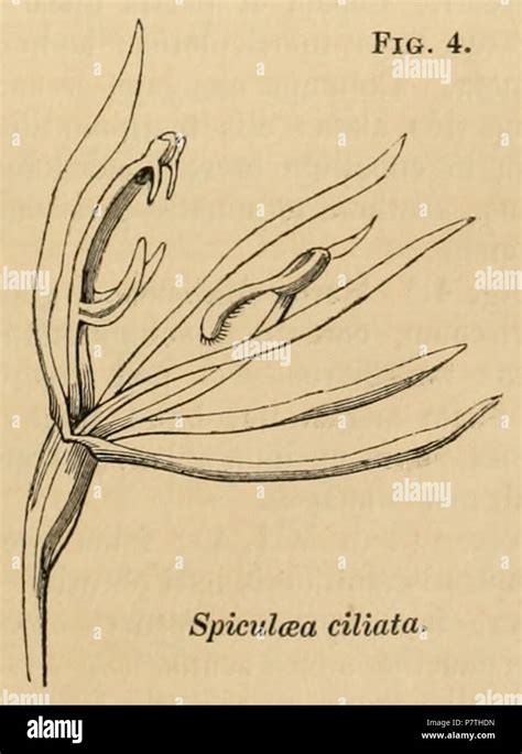 11 A Sketch Of The Vegetation Of The Swan River Colony Figure 4