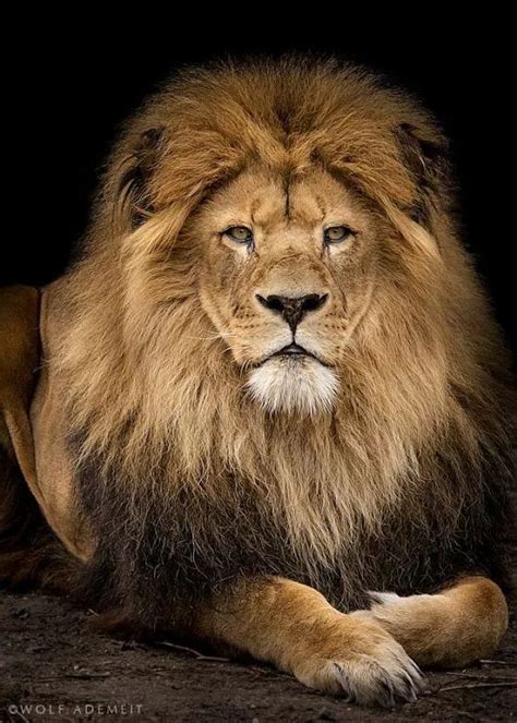 The King | Lion, Majestic animals, Animals wild