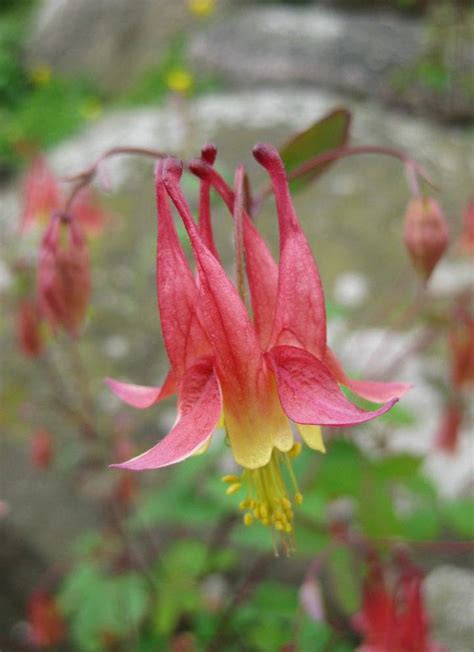 Rare Species-Aquilegia Canadensis ~ ThundersCloud