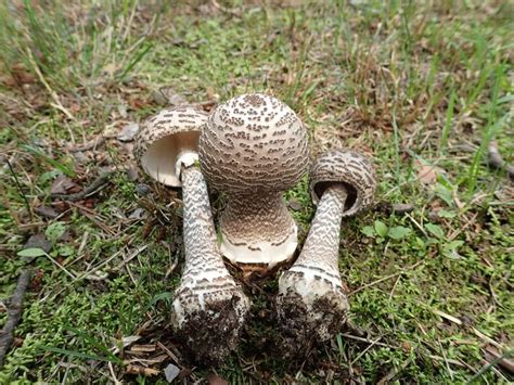 Amanita Spissacea Foto De Moses Lee Outdoor Decor Decor Moses