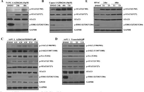 Figure 1 from Rational combination of MEK inhibitor and the STAT3 ... 