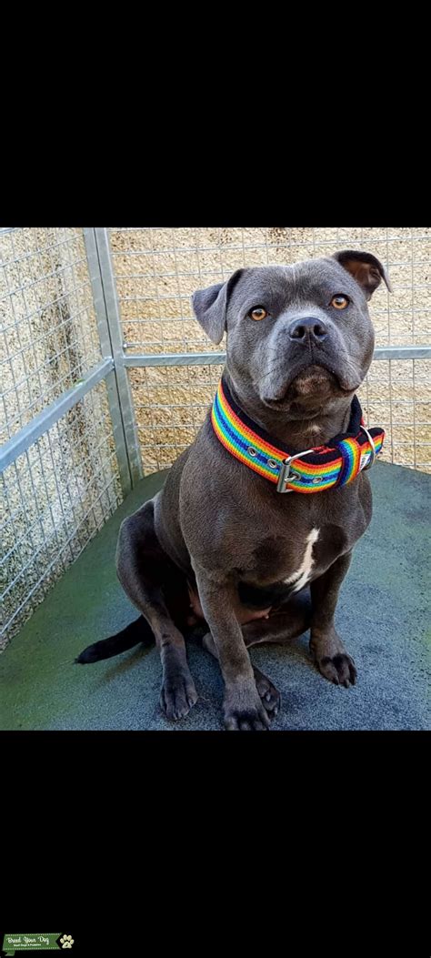 Stud Wanted Blue Staffordshire Bull Terrier Ready To Breed - Stud Dog