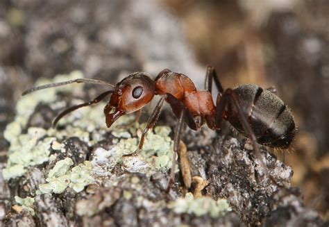 Red Wood Ants In Switzerland