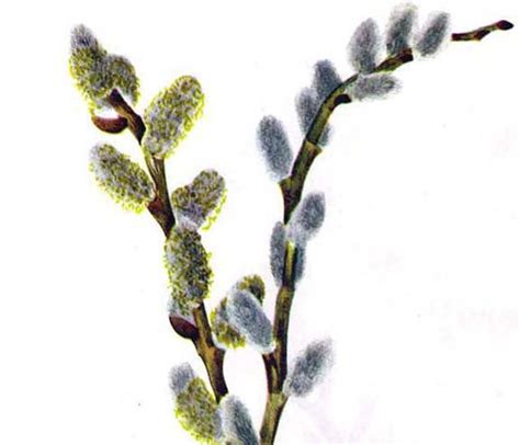 Pussy Willow Flower Vintage 1955 Botanical Lithograph Art Etsy