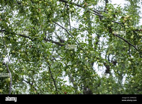 The Mature Henan Spi Jujube Stock Photo Alamy