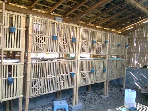 20 Cara Membuat Kandang Indukan Ayam Bangkok Images