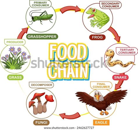 Illustration Food Chain Cycle Stock Vector (Royalty Free) 2462627727 ...