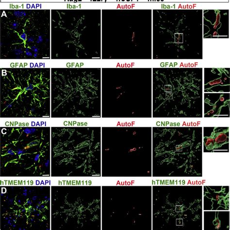 Lf Accumulates In Both Host And Transplanted Glial Cells In Rag