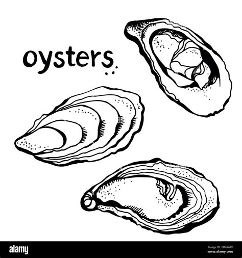 Oysters Vector Set Hand Drawn Illustration Isolated On A White