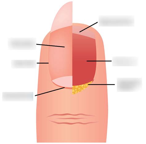 nail diagram anatomy Diagram | Quizlet