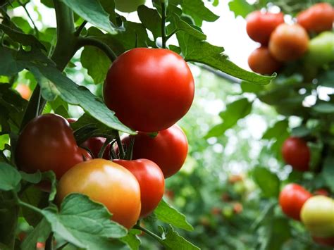 Premi Re Taille Des Tomates Tout Ce Quil Faut Savoir Pour R Ussir La