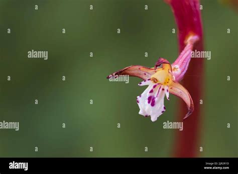 The Spotted Coral Root Orchid In The Brokenhead Wetlands Ecological
