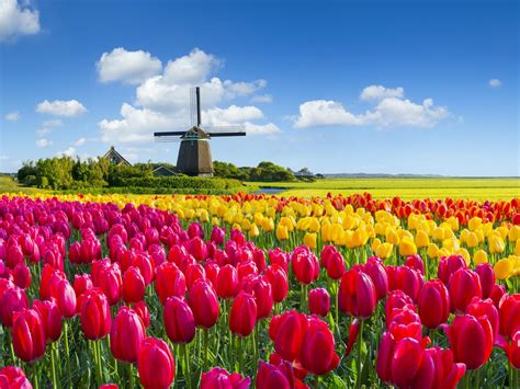 Tulip cycling tour, Netherlands, Magnifique II, Haarlem