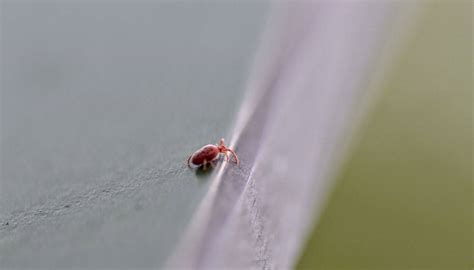 6 Tiny Black Mites That Secretly Infest Homes