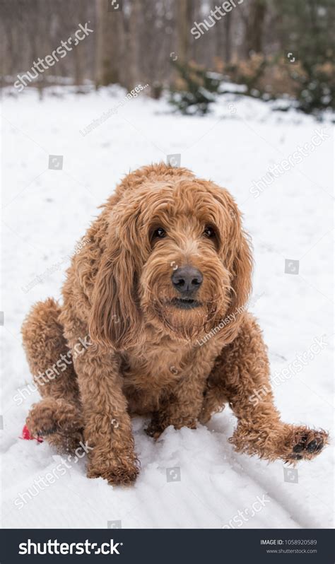 Funny Brown Golden Doodle Dog Fidgets Stock Photo 1058920589 Shutterstock