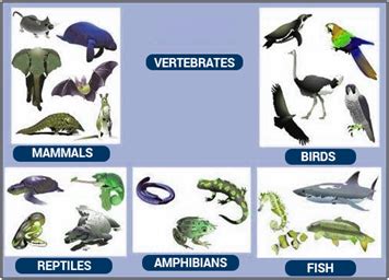 Vertebrates: Definition, Classification and its Characteristics